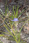 Hairyflower spiderwort